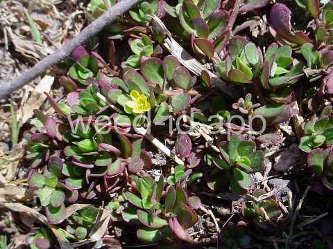 purslane, common